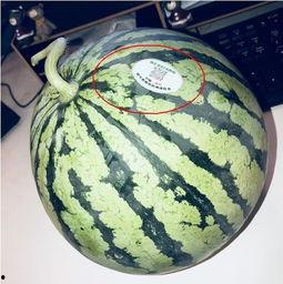 网红瓜在哪吃,揭秘最佳品尝地